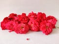 Many pink roses isloated on white background.Side view