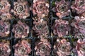 Many pink succulent plants in pots background, top view. Beautiful flowers Royalty Free Stock Photo