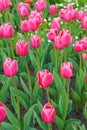 Many of pink tulips Debutante flowers with green leaves blooming in a meadow, park, flowerbed outdoor Royalty Free Stock Photo