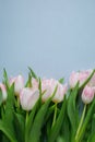 Many pink tulips on light blue background with copy space Royalty Free Stock Photo
