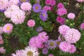 Many pink and violet flowers of aster