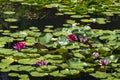 Many pink water lilies blooming among lush green leaves on calm lake. Royalty Free Stock Photo