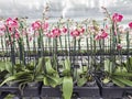 Many pink and white orchids in large dutch greenhouse Royalty Free Stock Photo