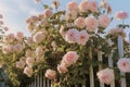 Many pink white roses swaying in the wind, the background is a European garden fence Royalty Free Stock Photo