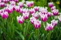 Many pink white tulips in the park in Kosice during spring Royalty Free Stock Photo