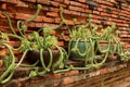 Many planters of unique succulent plants on the old brick wall in Ayutthaya old town, Thailand