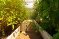 Many plants in the greenhouse and watering can