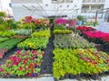 Many plants in the plant shop