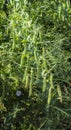 Many pods of green peas growing in the field Royalty Free Stock Photo