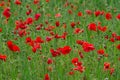 Many red poppies in a field a cloudy sommer day