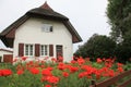 Many poppies in the garden