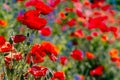 Many poppies grow on the plantation