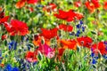 Many poppies grow on the plantation