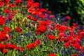 Many poppies grow on the plantation