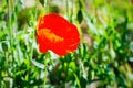 Many poppies grow on the plantation