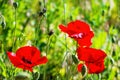 Many poppies grow on the plantation