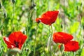 Many poppies grow on the plantation