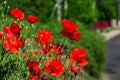 Many poppies grow on the plantation