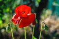 Many poppies grow on the plantation