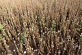 Poppy seed field Royalty Free Stock Photo