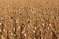 Poppy seed field Royalty Free Stock Photo