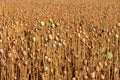 Poppy seed field Royalty Free Stock Photo