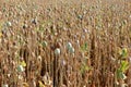 Poppy seed field Royalty Free Stock Photo