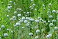 Many poppy seed pods in English garden Royalty Free Stock Photo