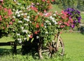 many pot with geraniums flowers