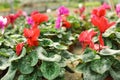 Many potted blooming flowers in greenhouse, closeup view. Royalty Free Stock Photo