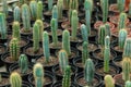 Many potted cactuses in flower store