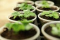 Many potted strawberry seedlings on table