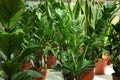 Many beautiful potted zamioculcas plants in greenhouse