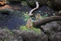 Prairie dogs standing and eating on black rock Royalty Free Stock Photo