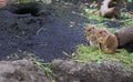 Prairie dogs standing and eating on black rock Royalty Free Stock Photo