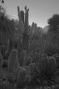 Many prickly cacti in a corner of the garden