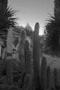 Many prickly cacti in a corner of the garden