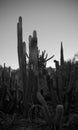 Many prickly cacti in a corner of the garden