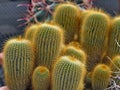 Many prickly cactuses