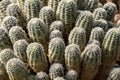 Many prickly green cacti as a natural background, texture. Selective focus