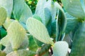 Many prickly and green cacti