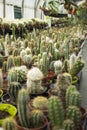 Many prickly and green cacti of different types in plastic pots are sold in the store. Background