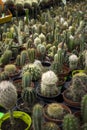 Many prickly and green cacti of different types in plastic pots are sold in the store. Background