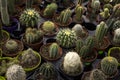 Many prickly and green cacti of different types in plastic pots are sold in the store. Background