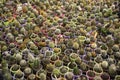 Many prickly and green cacti of different types in plastic pots are sold in the store. Background. View from above