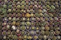 Many prickly and green cacti of different types in plastic pots are sold in the store. Background. View from above