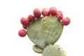 Many prickly pear cactus fruit isolated on white Royalty Free Stock Photo