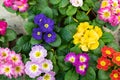 Many Primula primrose blossom top view design. Red pink blue yellow spring flower. Primula primrose colorful background wallpaper Royalty Free Stock Photo