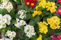 Many Primula primrose blossom top view. Red white yellow bright spring flower in a pot. Primula primrose background wallpaper Royalty Free Stock Photo