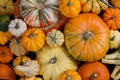 Many Pumpkins background Royalty Free Stock Photo